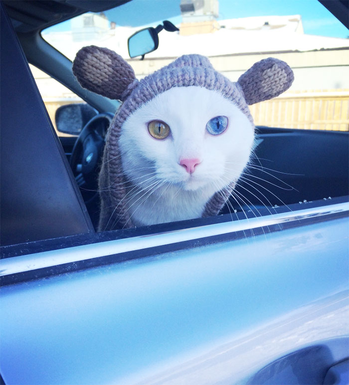 Gatos con ojos de diferentes colores (3)