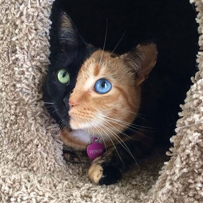 Gatos con ojos de diferentes colores (4)