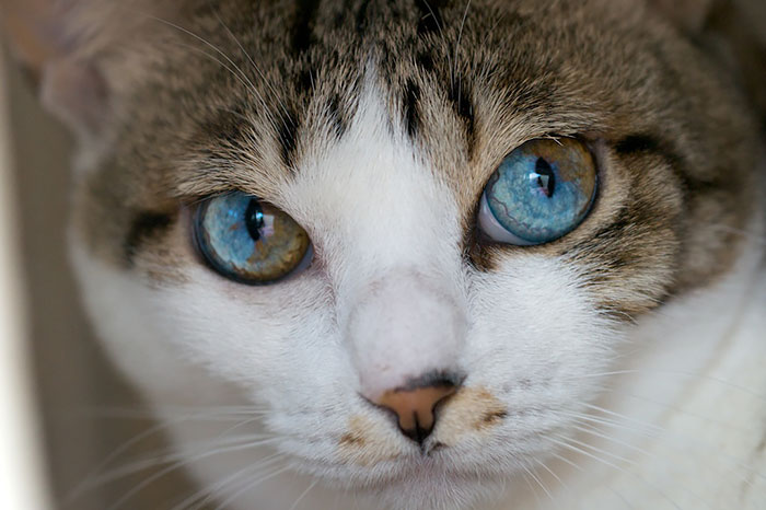 Gatos con ojos de diferentes colores (6)
