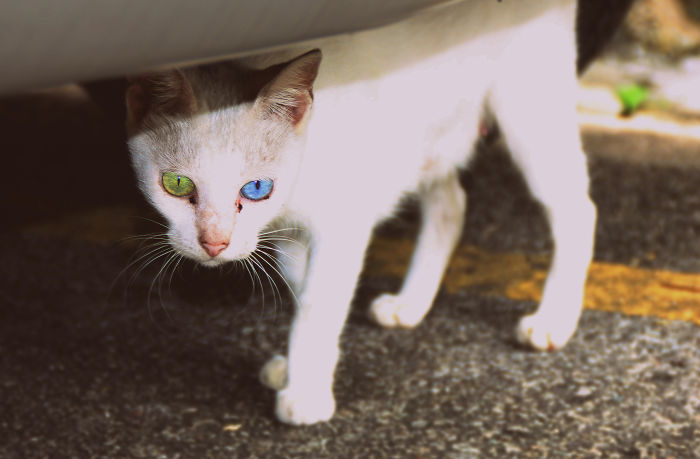 Gatos con ojos de diferentes colores (8)