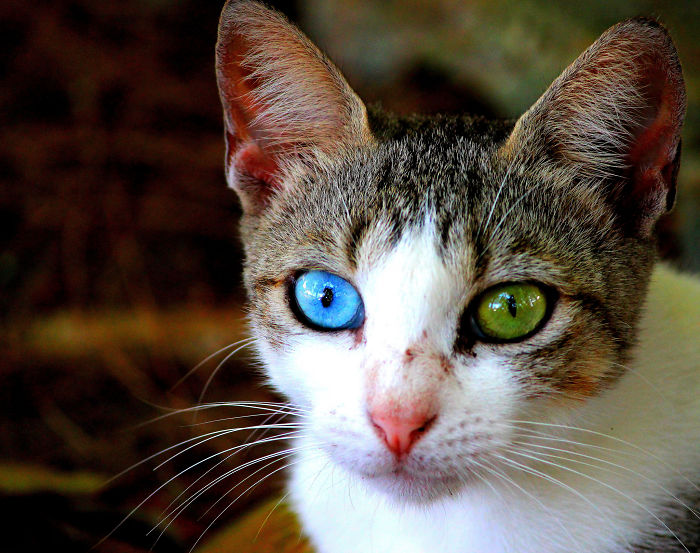 accesorios Hablar con Propuesta Gatos con ojos de diferentes colores | Mundo Gatos