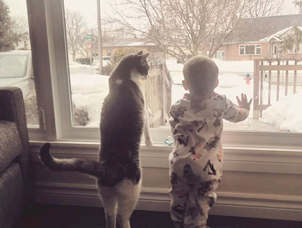 Gatos que adoran a los niños pequeños (11)