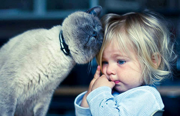 Gatos que adoran a los niños pequeños (13)