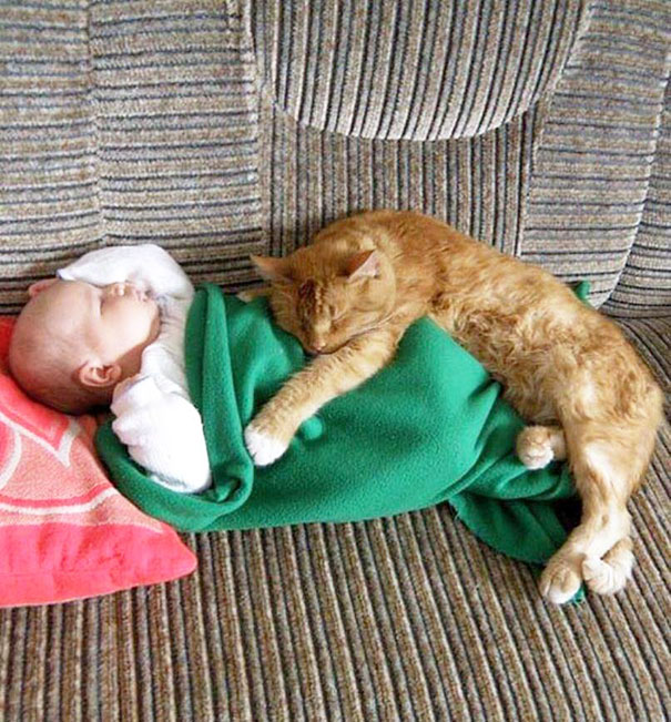 Gatos que adoran a los niños pequeños (14)
