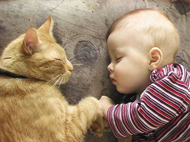 Gatos que adoran a los niños pequeños (15)