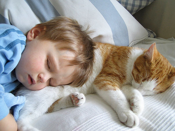 Gatos que adoran a los niños pequeños (16)