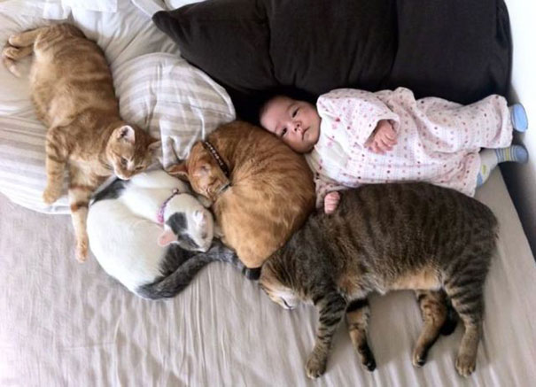 Gatos que adoran a los niños pequeños (17)