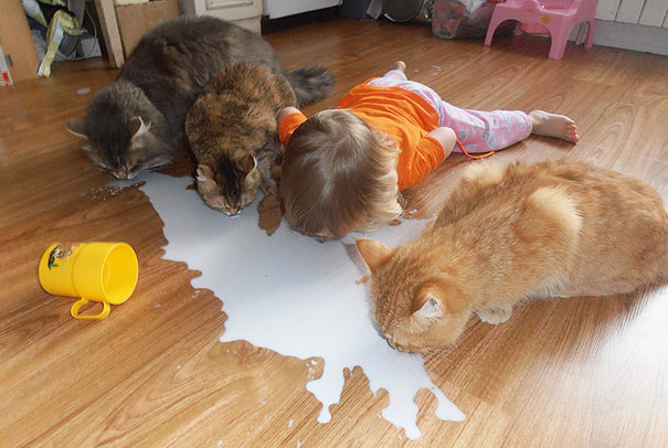 Gatos que adoran a los niños pequeños (2)