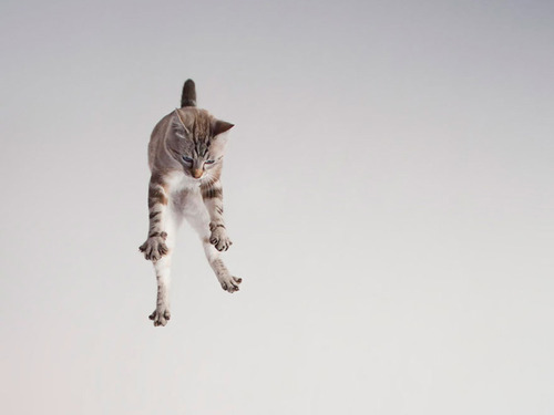 Gatos voladores fotografiados en el momento justo (1)