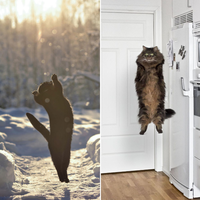 Gatos voladores fotografiados en el momento justo (10)