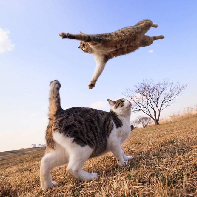 Gatos voladores fotografiados en el momento justo (11)