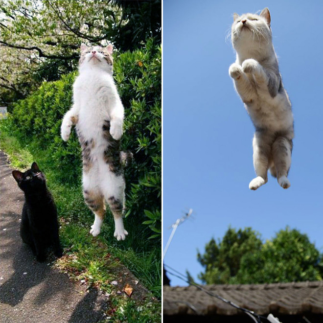 Gatos voladores fotografiados en el momento justo (12)