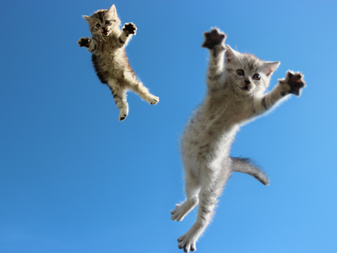 Gatos voladores fotografiados en el momento justo (13)