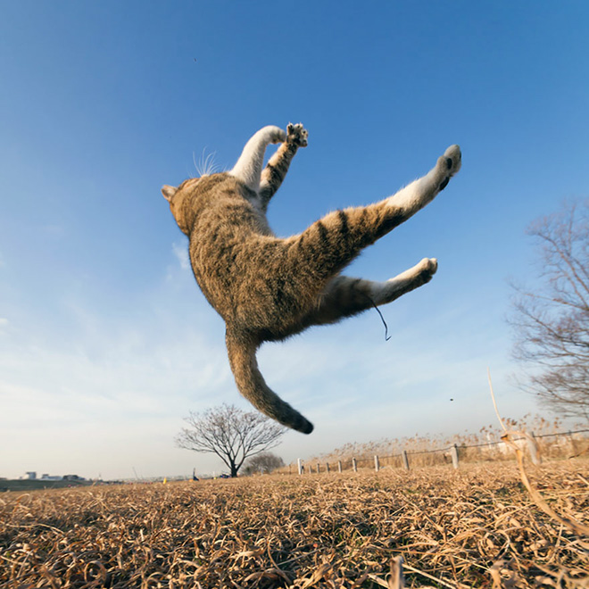 Gatos voladores fotografiados en el momento justo (14)