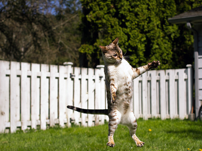 Gatos voladores fotografiados en el momento justo (15)