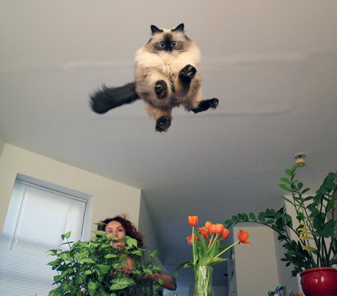 Gatos voladores fotografiados en el momento justo (16)