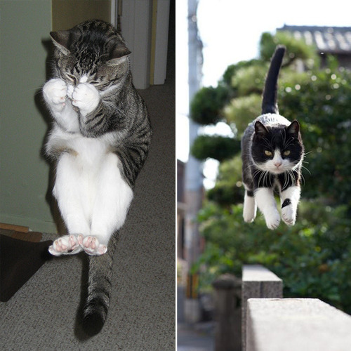 Gatos voladores fotografiados en el momento justo (2)