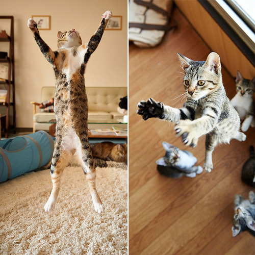 Gatos voladores fotografiados en el momento justo (3)