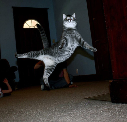 Gatos voladores fotografiados en el momento justo (4)