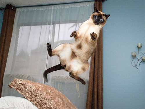 Gatos voladores fotografiados en el momento justo (5)