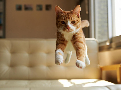 Gatos voladores fotografiados en el momento justo (6)