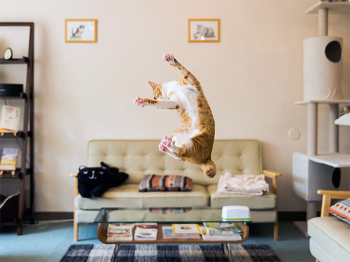 Gatos voladores fotografiados en el momento justo (7)