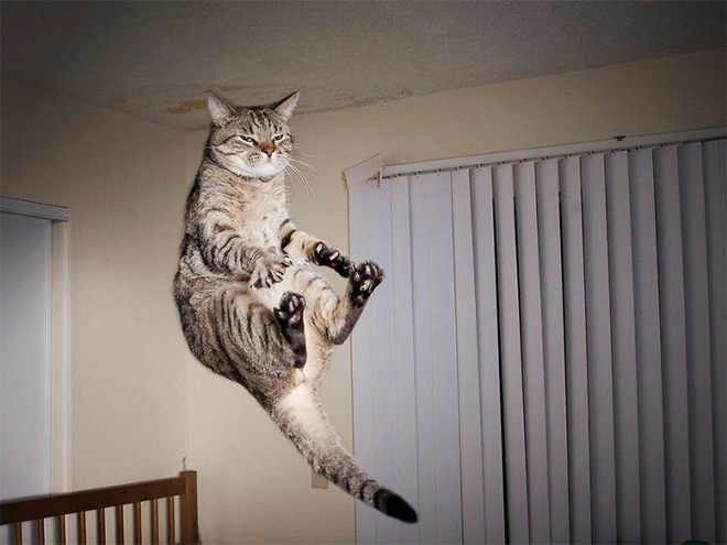 Gatos voladores fotografiados en el momento justo (8)