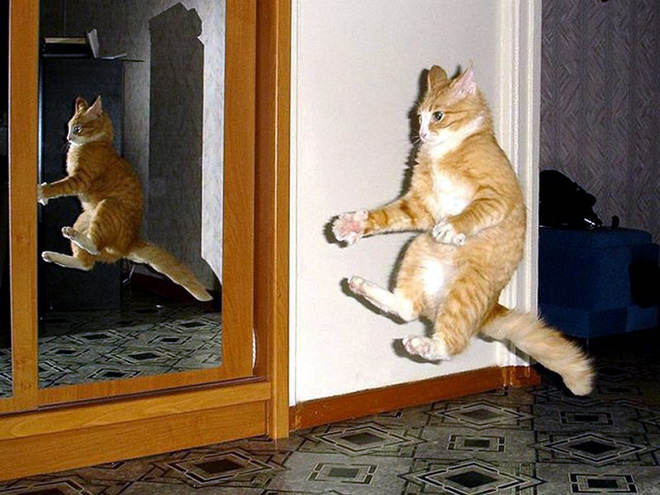 Gatos voladores fotografiados en el momento justo (9)