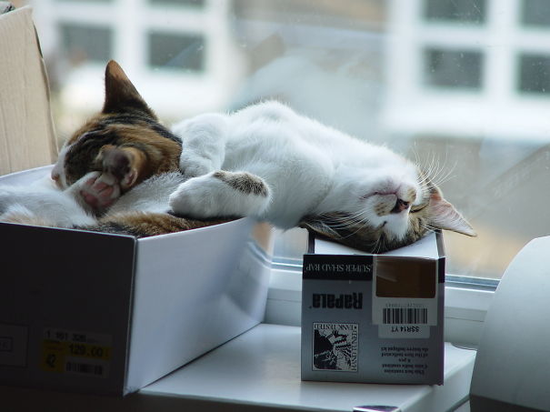 Adorables gatitos durmiendo (1)