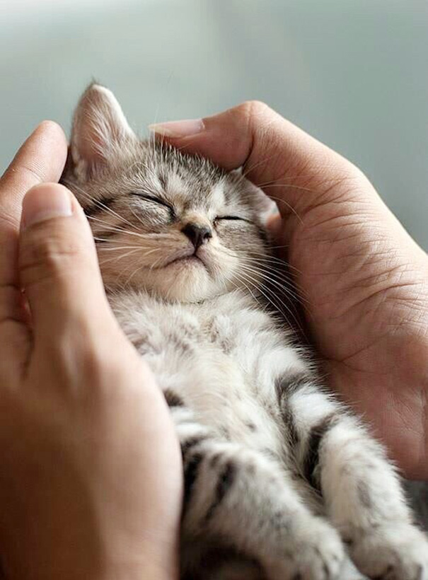 Adorables gatitos durmiendo (10)