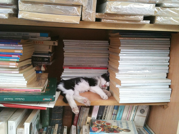 Adorables gatitos durmiendo (12)