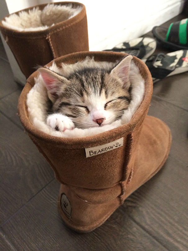 Adorables gatitos durmiendo (13)