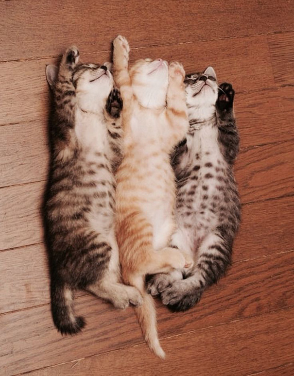 Adorables gatitos durmiendo (16)