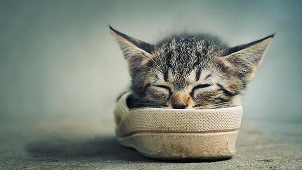Adorables gatitos durmiendo (17)