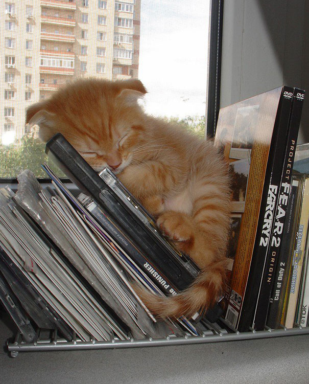 Adorables gatitos durmiendo (18)