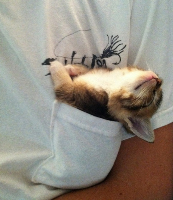 Adorables gatitos durmiendo (19)