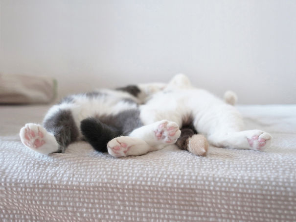 Adorables gatitos durmiendo (2)