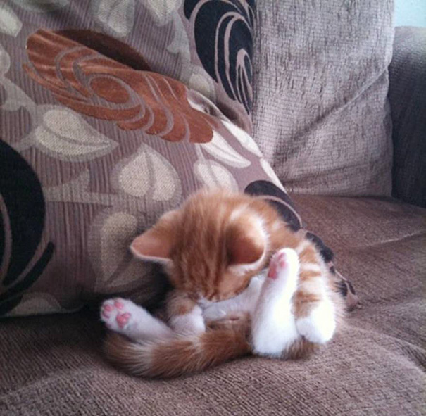 Adorables gatitos durmiendo (20)