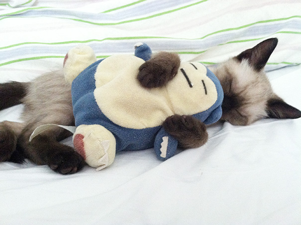 Adorables gatitos durmiendo (22)