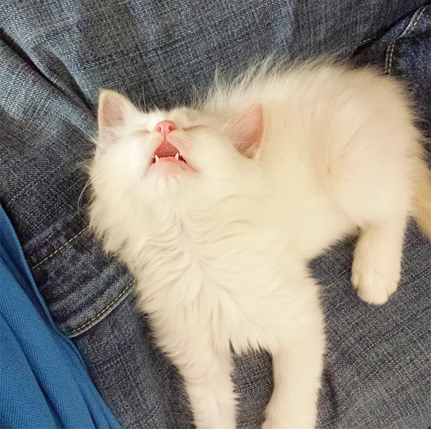 Adorables gatitos durmiendo (24)