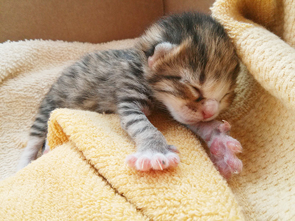 Adorables gatitos durmiendo (25)