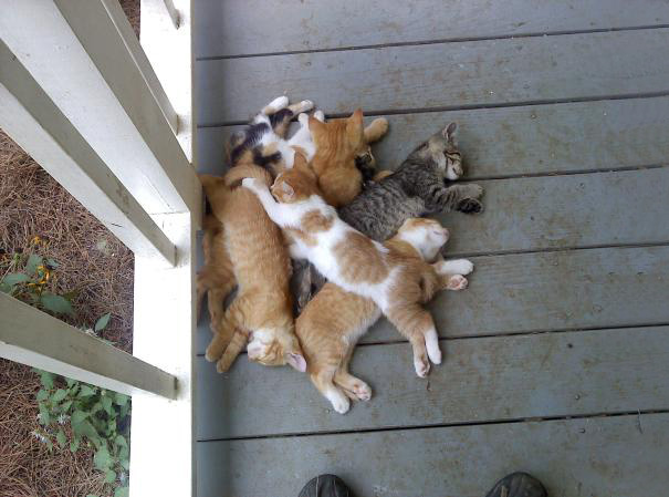 Adorables gatitos durmiendo (26)