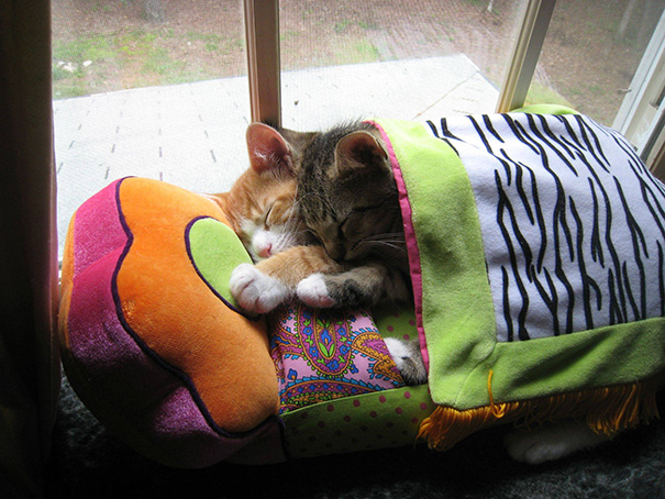 Adorables gatitos durmiendo (27)