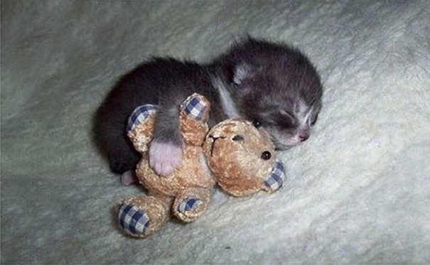 Adorables gatitos durmiendo (28)