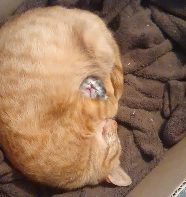 Adorables gatitos durmiendo (3)