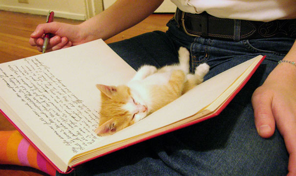 Adorables gatitos durmiendo (30)