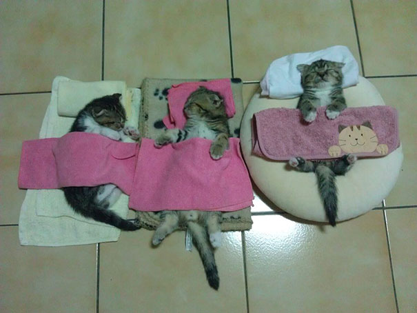 Adorables gatitos durmiendo (32)