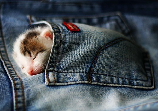 Adorables gatitos durmiendo (4)