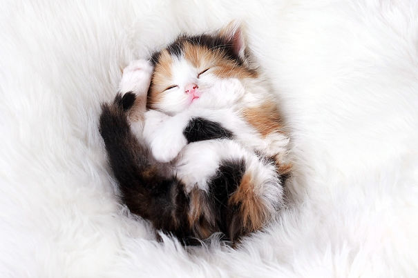 Adorables gatitos durmiendo (6)