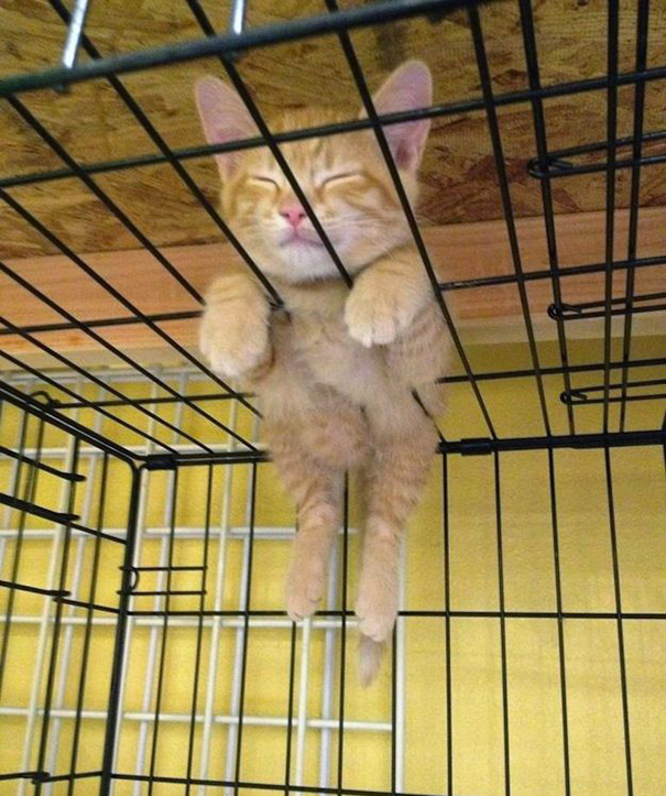 Adorables gatitos durmiendo (7)